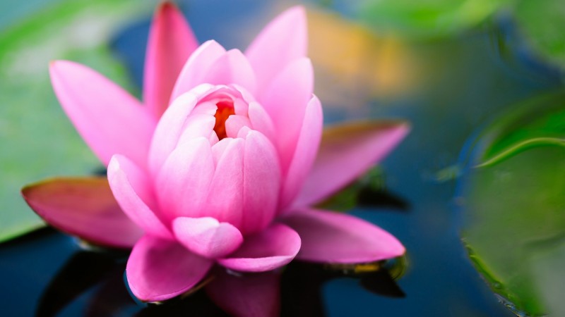 Lotus Flower